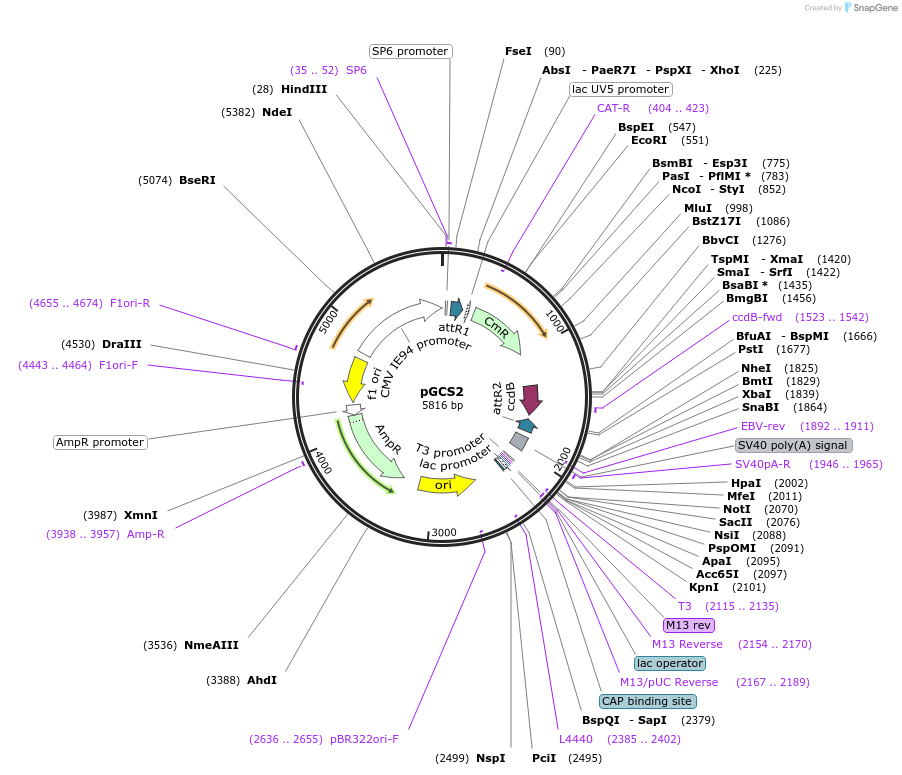 85731-plasmid-map-sequence-id-169833