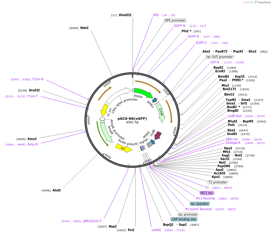 85723-plasmid-map-sequence-id-169834