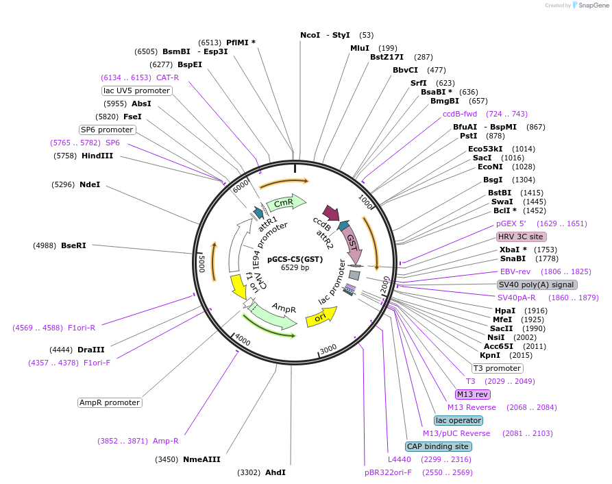 85728-plasmid-map-sequence-id-169838