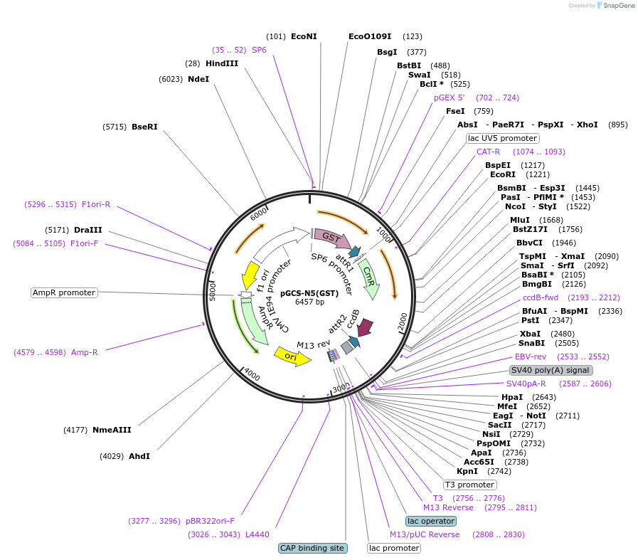 85722-plasmid-map-sequence-id-169839