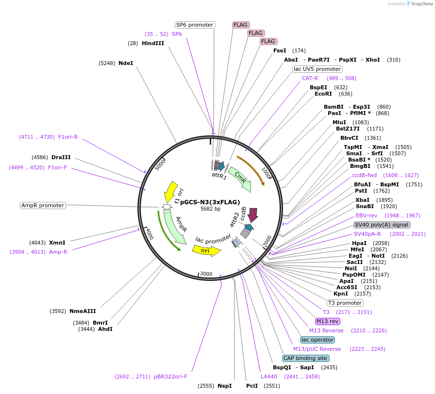 85720-plasmid-map-sequence-id-169841