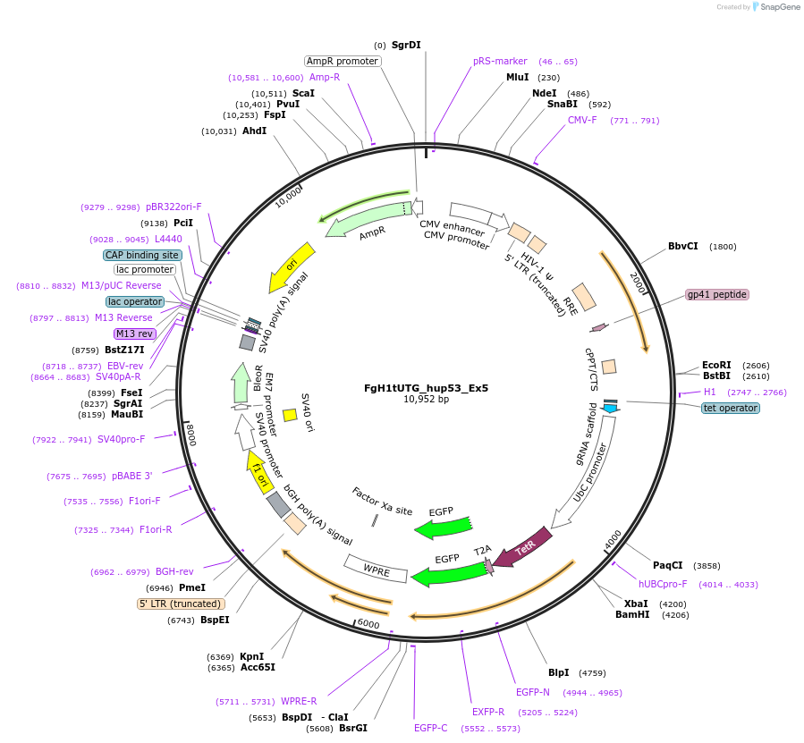 85539-plasmid-map-sequence-id-169843