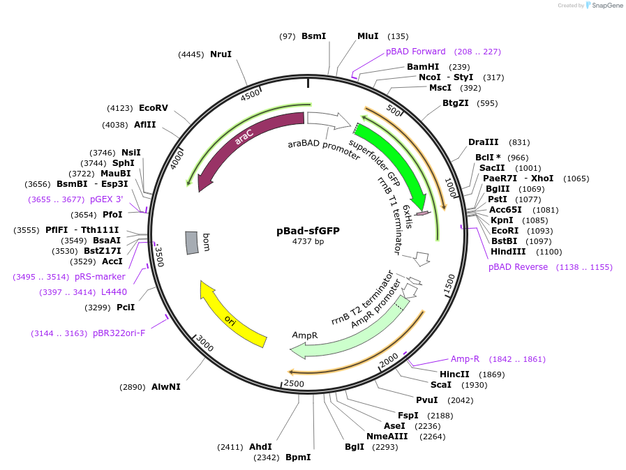 85482-plasmid-map-sequence-id-169847