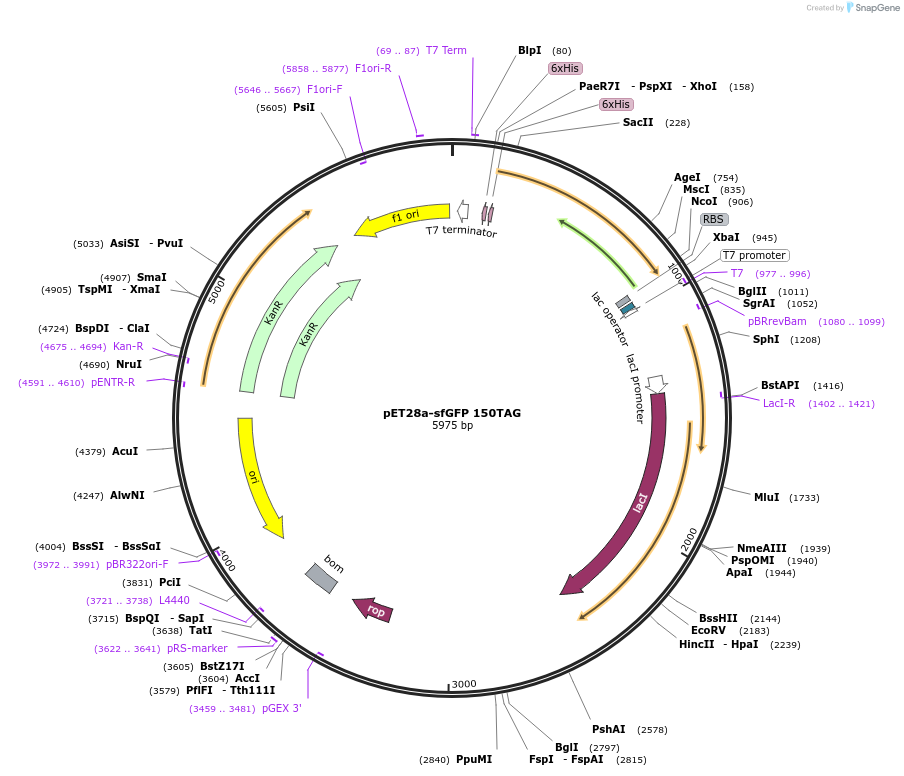 85493-plasmid-map-sequence-id-169851