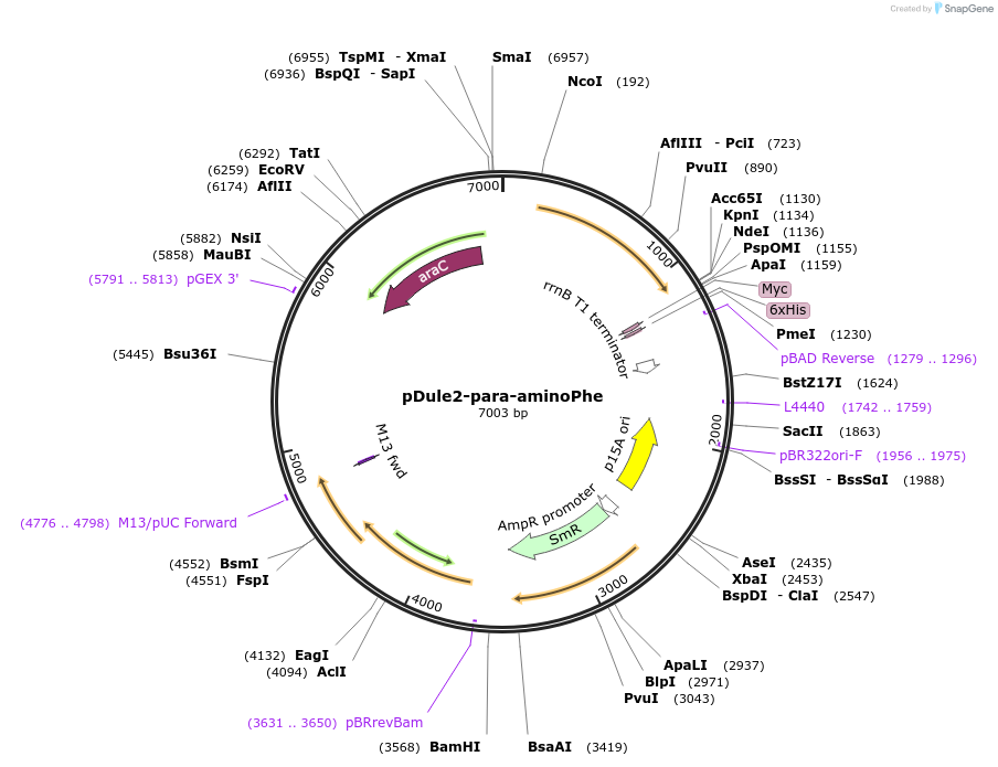 85503-plasmid-map-sequence-id-169859