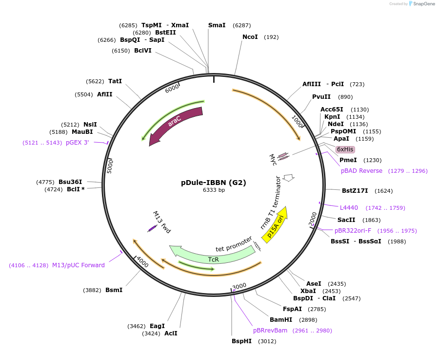 85500-plasmid-map-sequence-id-169863