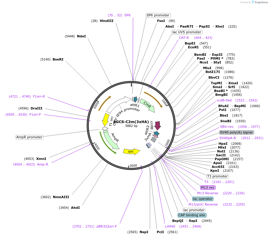 85725-plasmid-map-sequence-id-169866