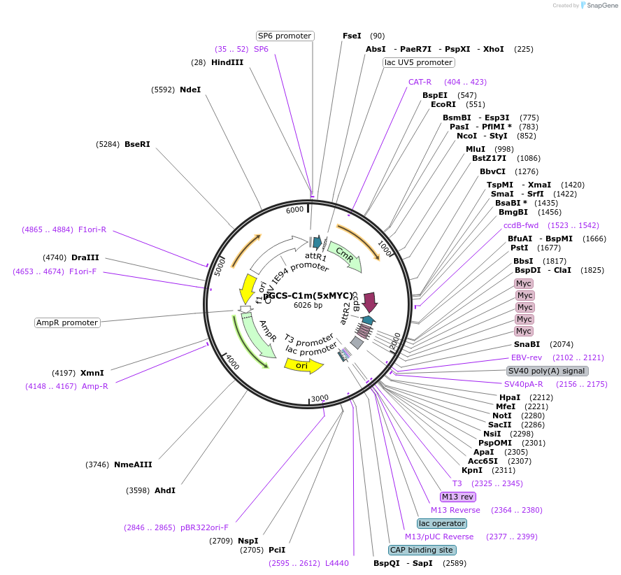 85724-plasmid-map-sequence-id-169868