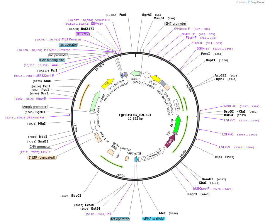 85536-plasmid-map-sequence-id-169887