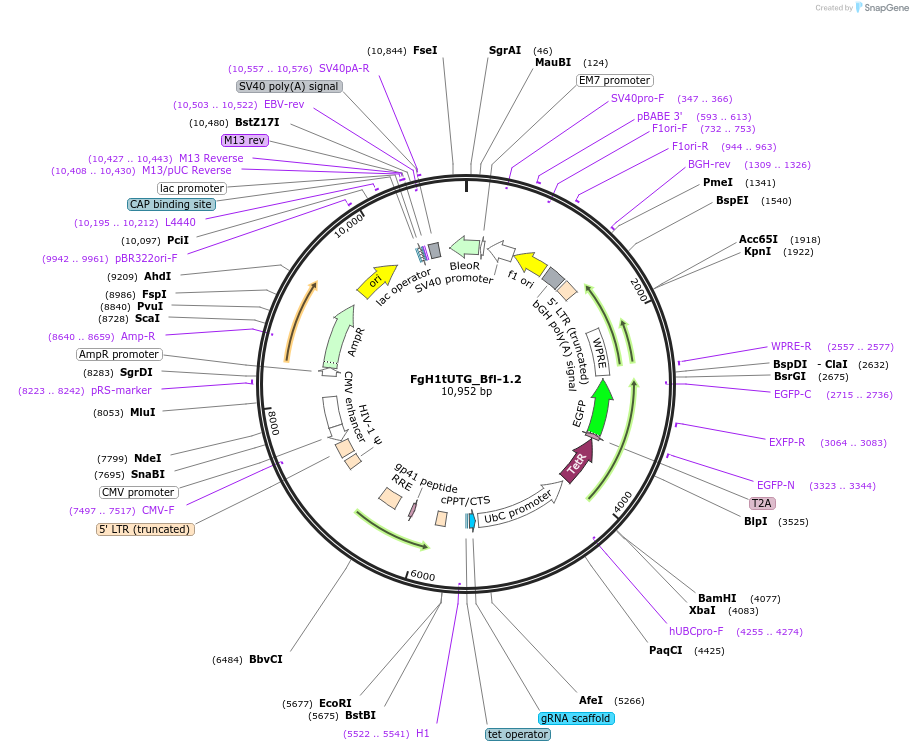 85537-plasmid-map-sequence-id-169893