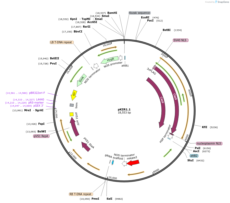 85758-plasmid-map-sequence-id-169907