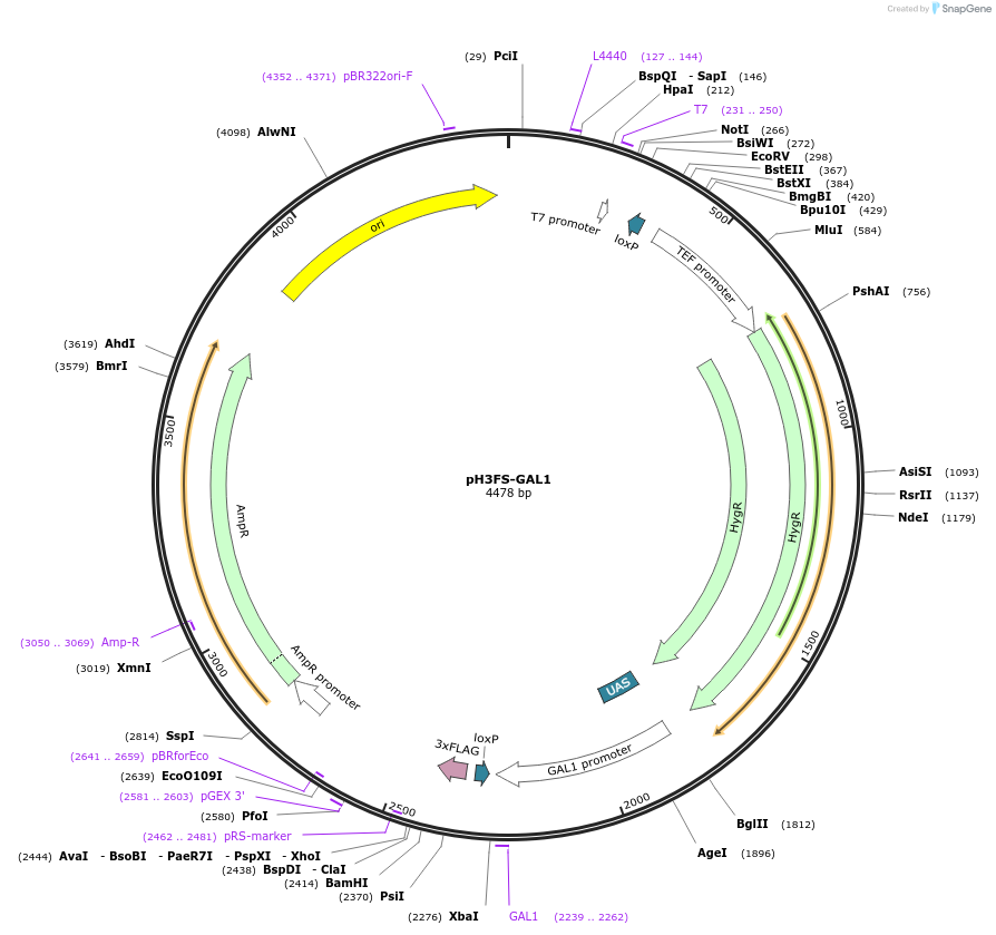 85782-plasmid-map-sequence-id-169914