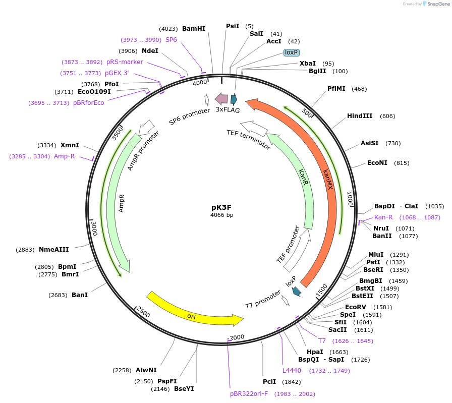 85770-plasmid-map-sequence-id-169917