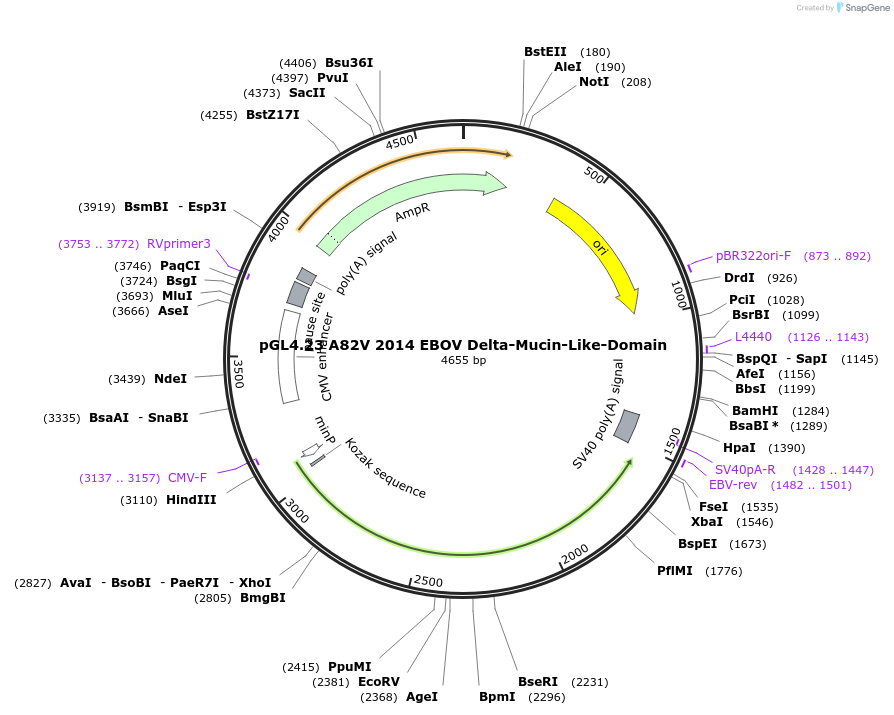 86022-plasmid-map-sequence-id-169920