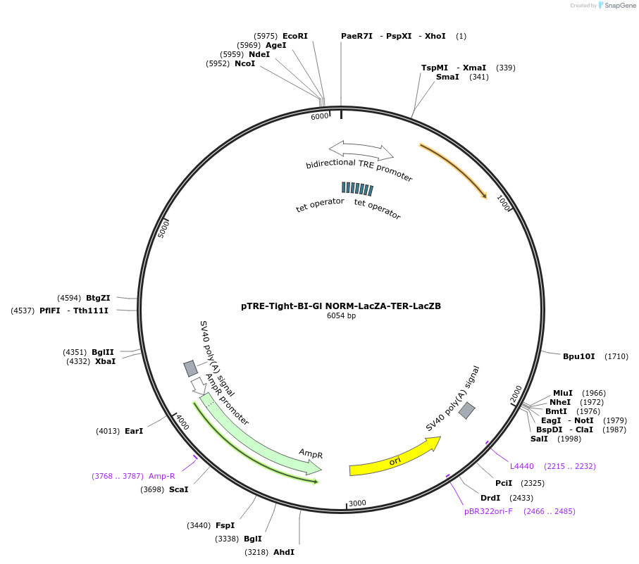 86194-plasmid-map-sequence-id-169938