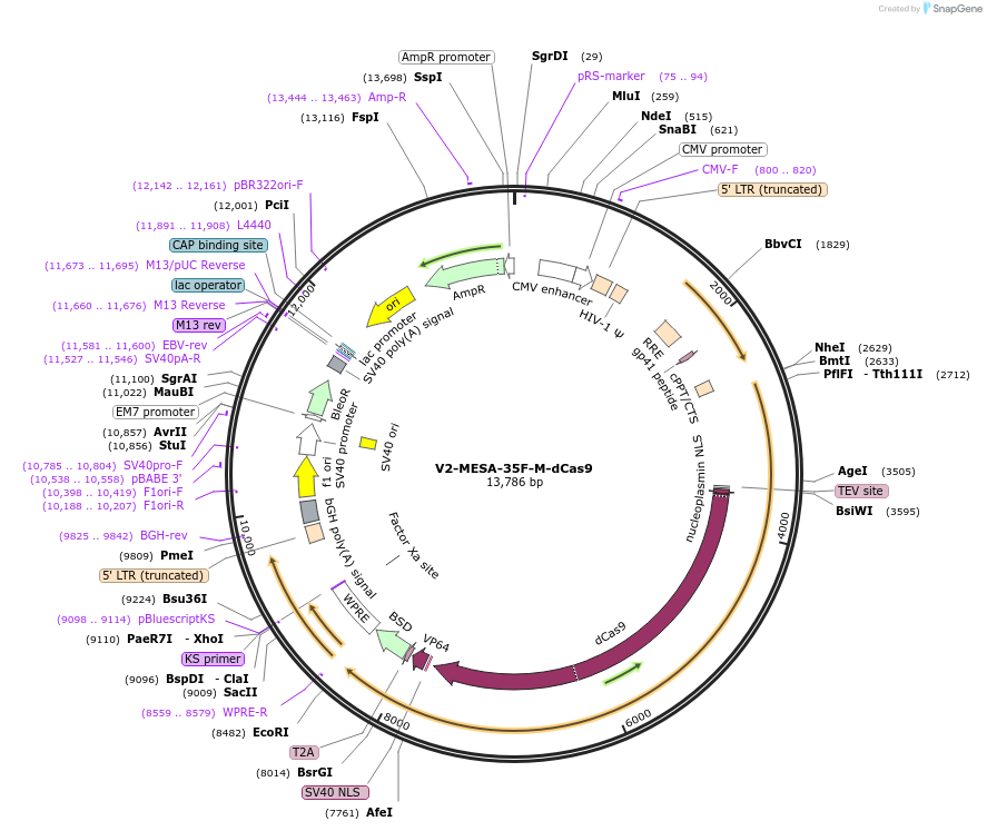 84506-plasmid-map-sequence-id-169947