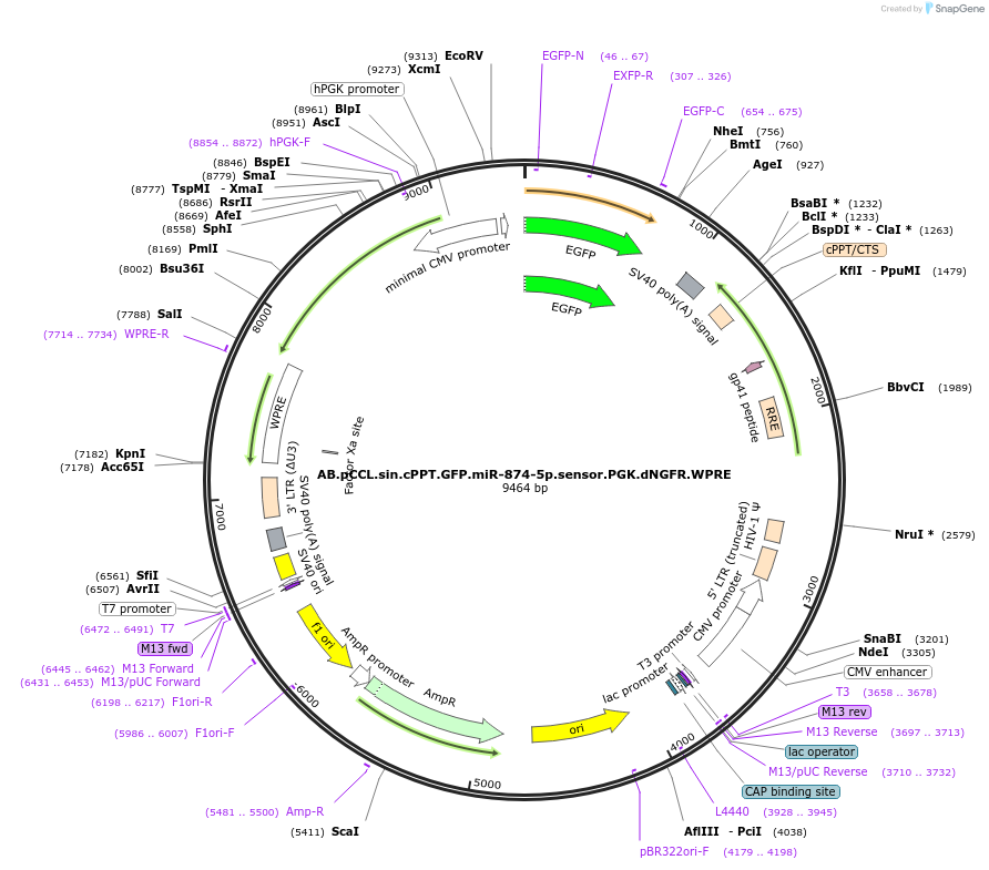 85859-plasmid-map-sequence-id-169972