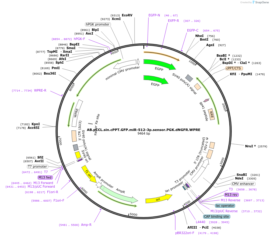 85879-plasmid-map-sequence-id-169974