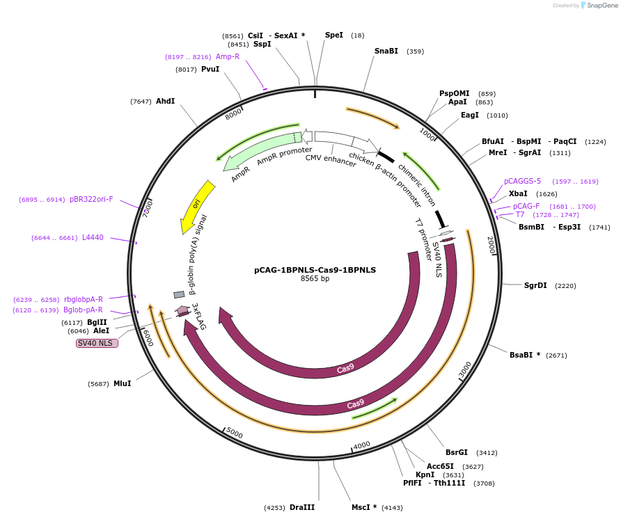 87108-plasmid-map-sequence-id-169987