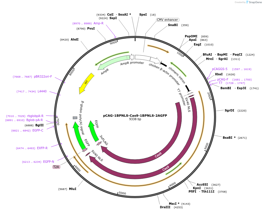 87109-plasmid-map-sequence-id-169988
