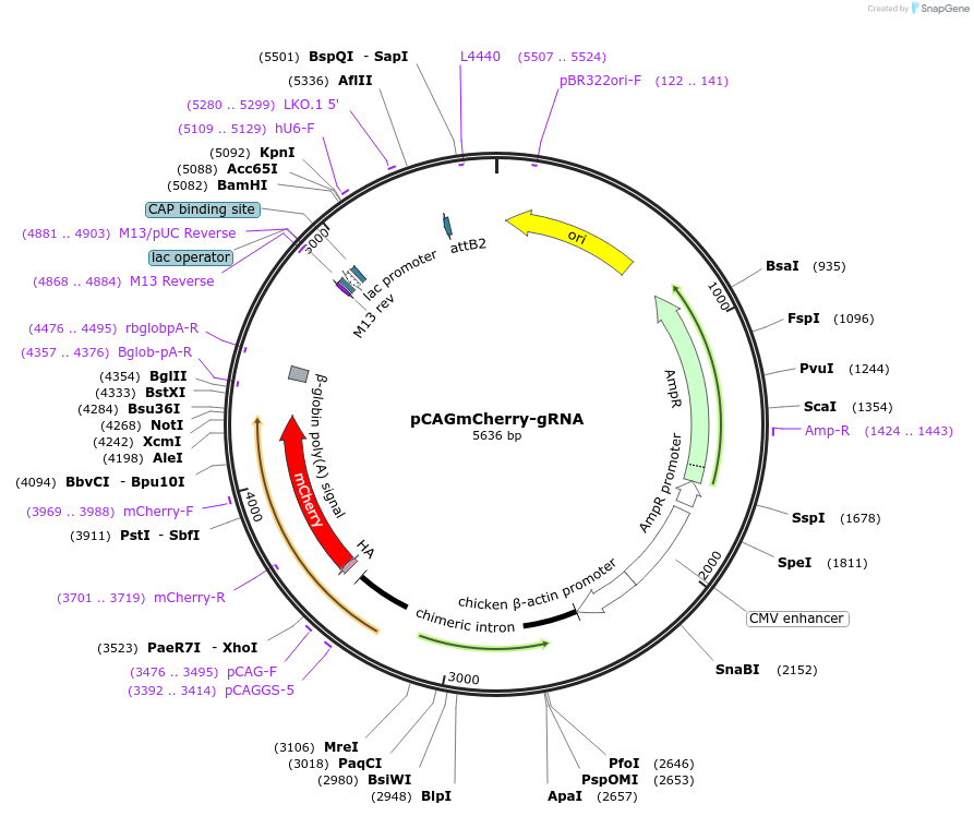 87110-plasmid-map-sequence-id-169989