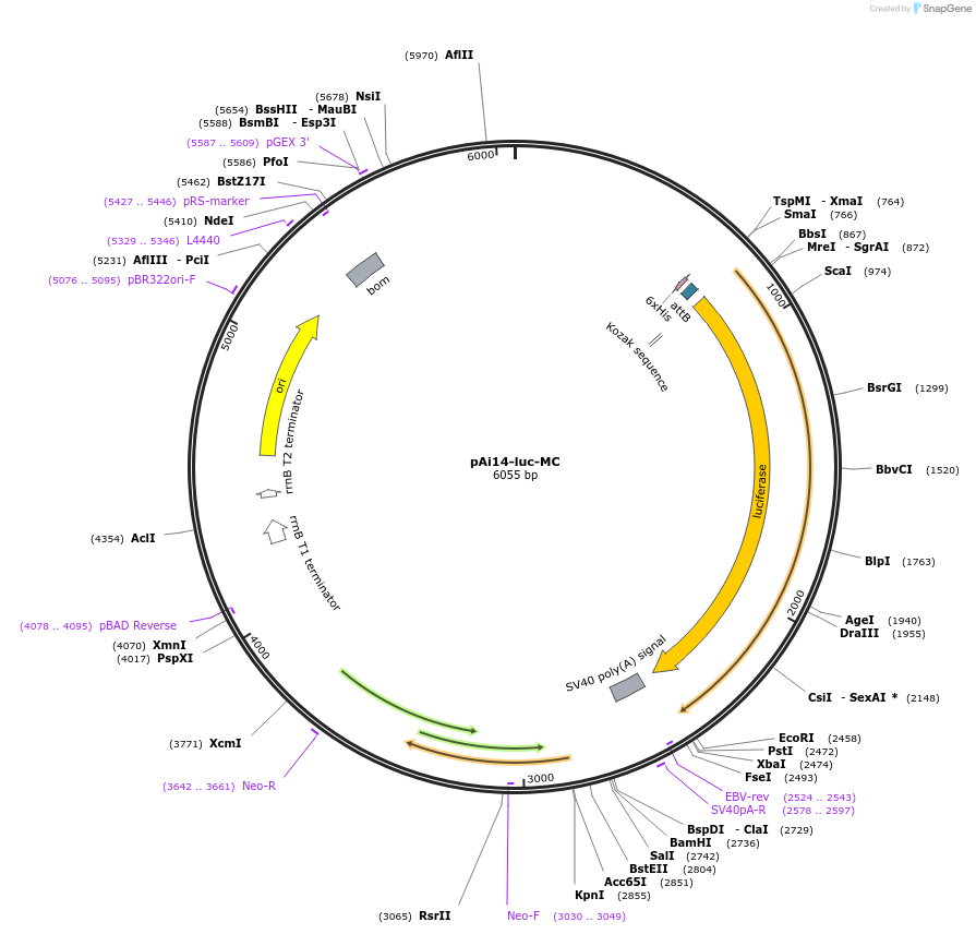 87113-plasmid-map-sequence-id-169992