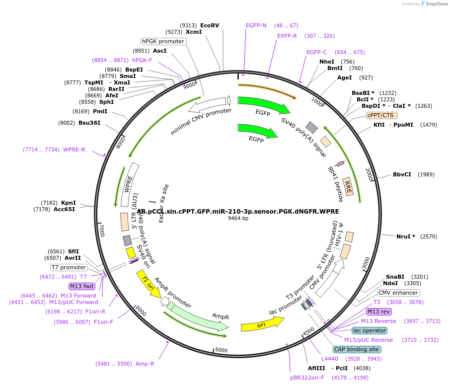 85920-plasmid-map-sequence-id-170014