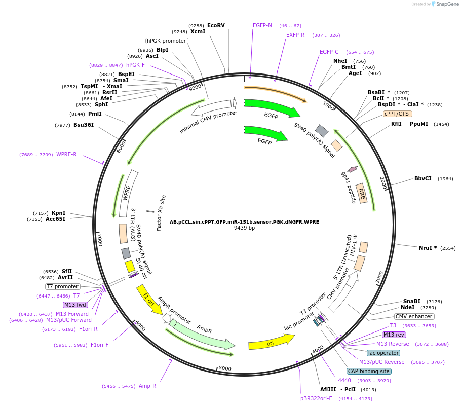 85878-plasmid-map-sequence-id-170016