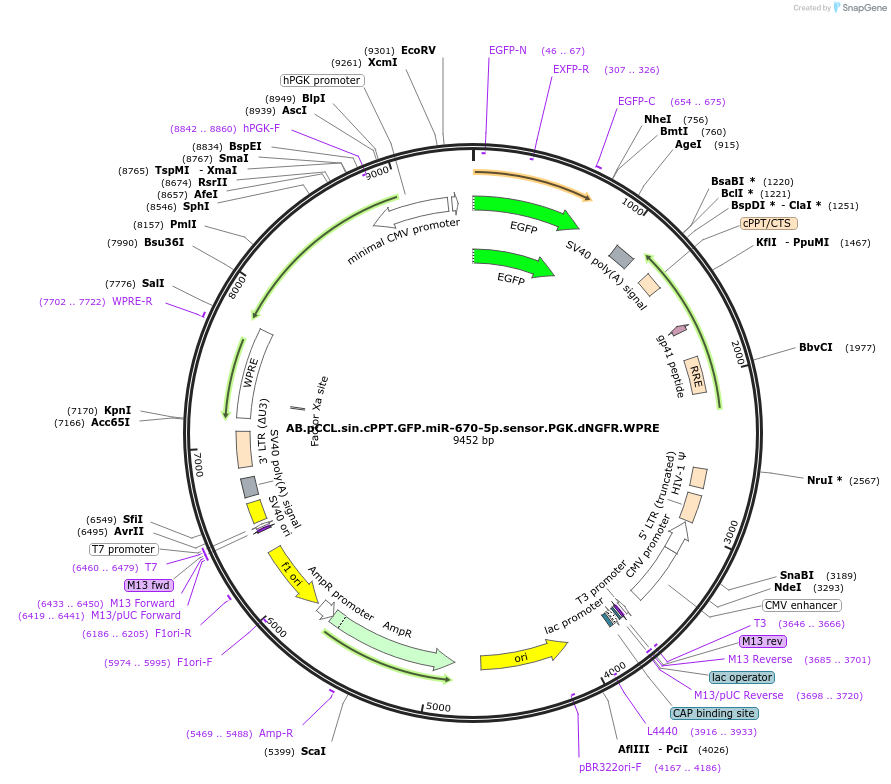 85910-plasmid-map-sequence-id-170037