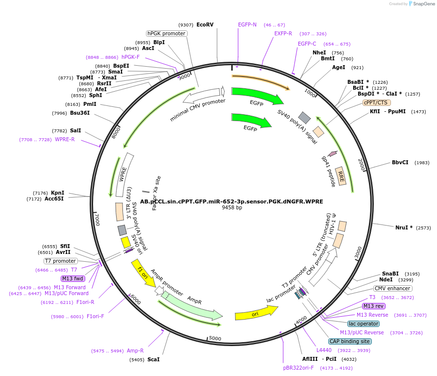 85855-plasmid-map-sequence-id-170049