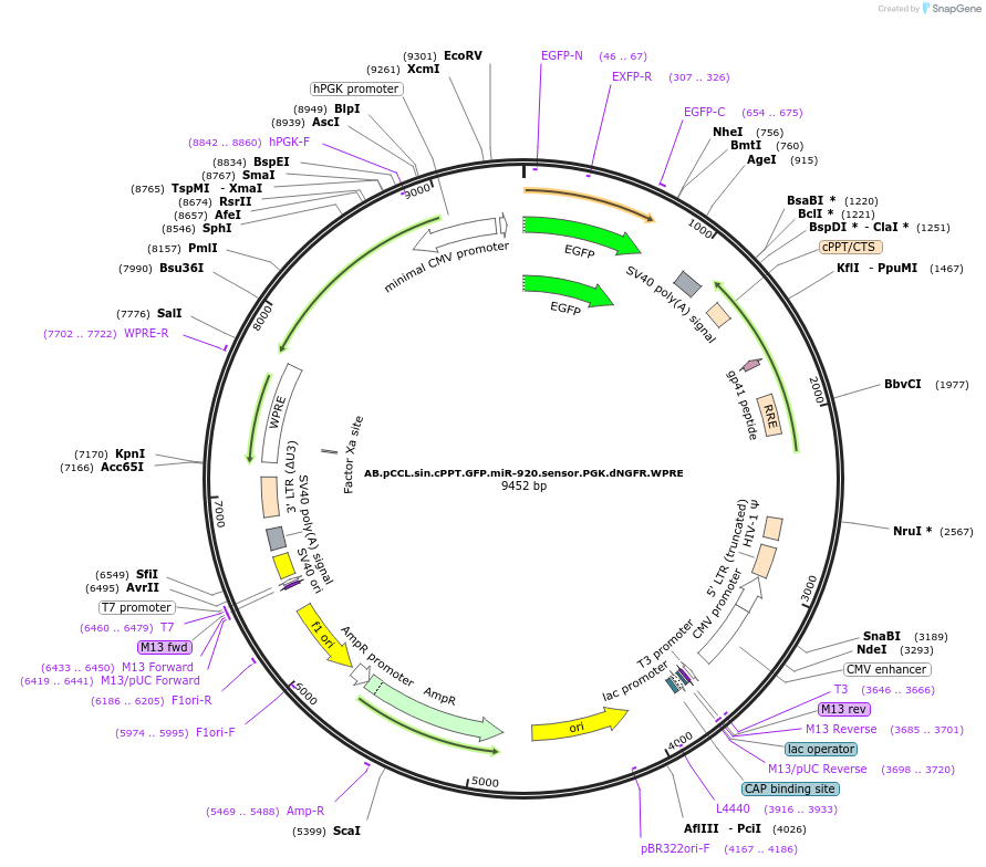 85924-plasmid-map-sequence-id-170051