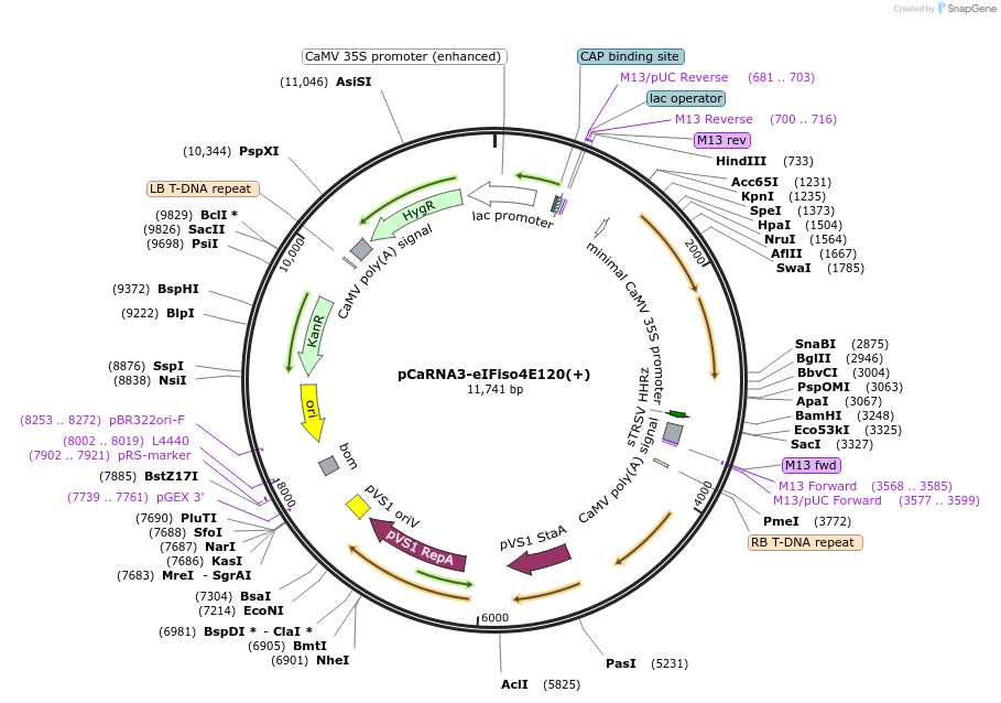 86092-plasmid-map-sequence-id-170058