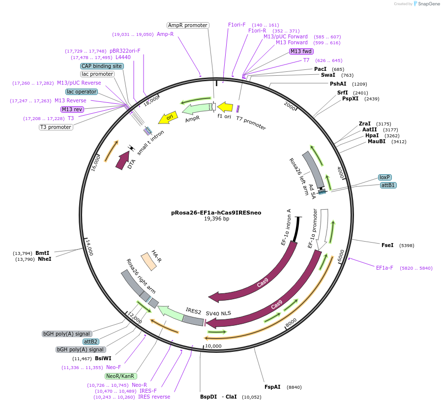 67987-plasmid-map-sequence-id-170059