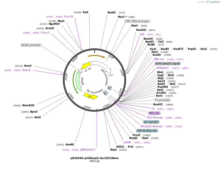 85712-plasmid-map-sequence-id-170101