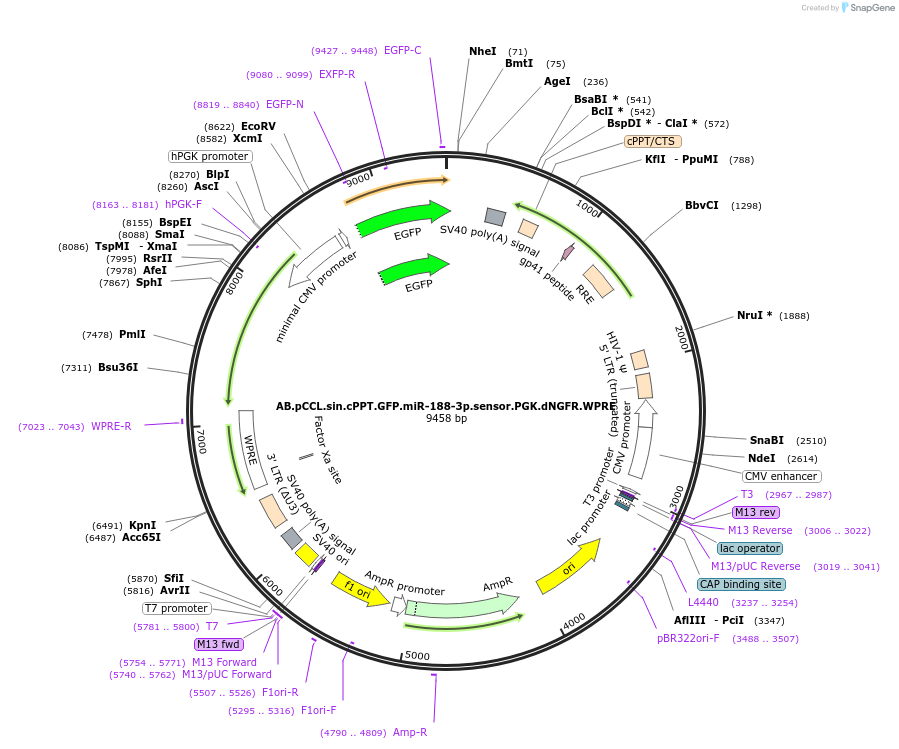 85877-plasmid-map-sequence-id-170121