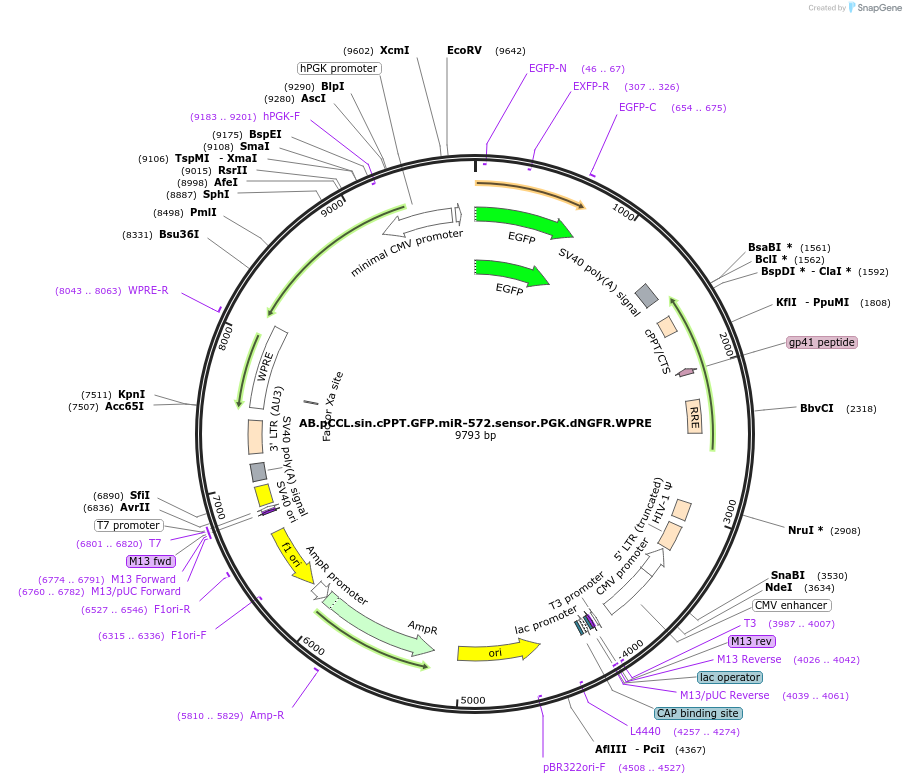85914-plasmid-map-sequence-id-170133