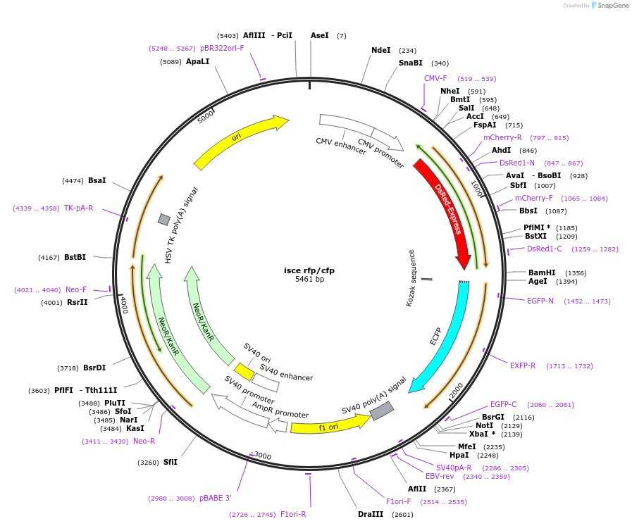 83323-plasmid-map-sequence-id-170200