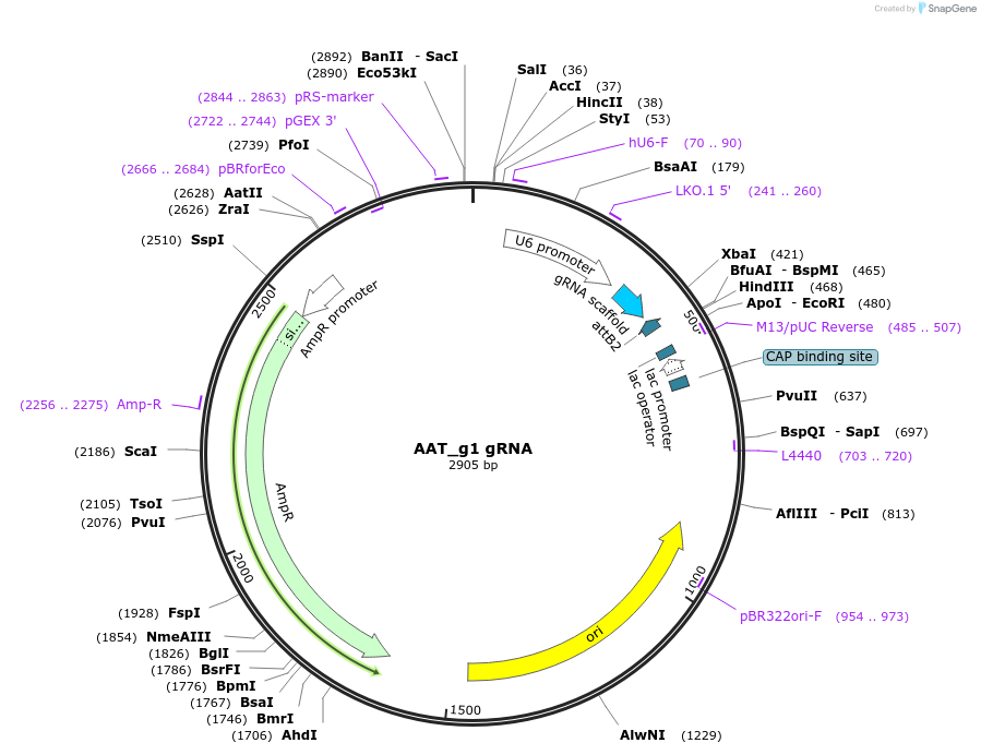 86005-plasmid-map-sequence-id-170254