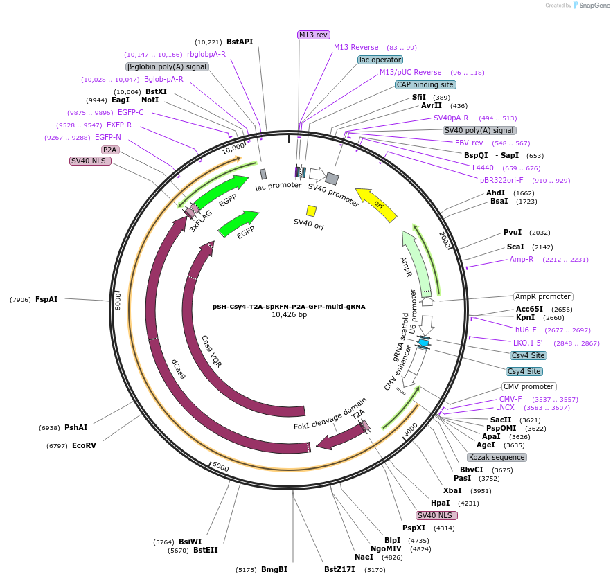 85756-plasmid-map-sequence-id-170275