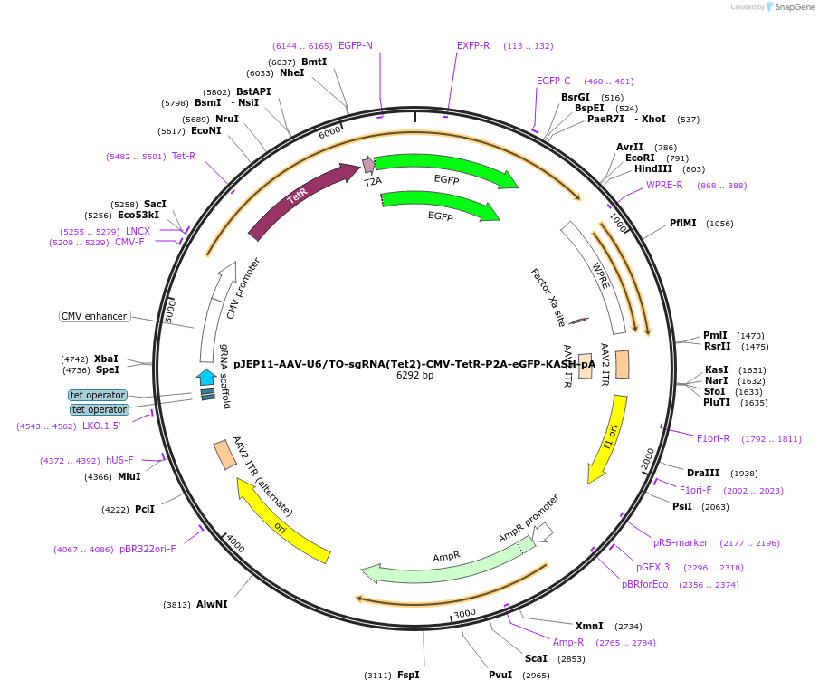82705-plasmid-map-sequence-id-170450