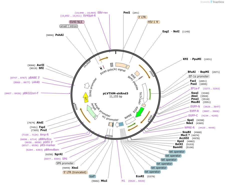 86437-plasmid-map-sequence-id-170469
