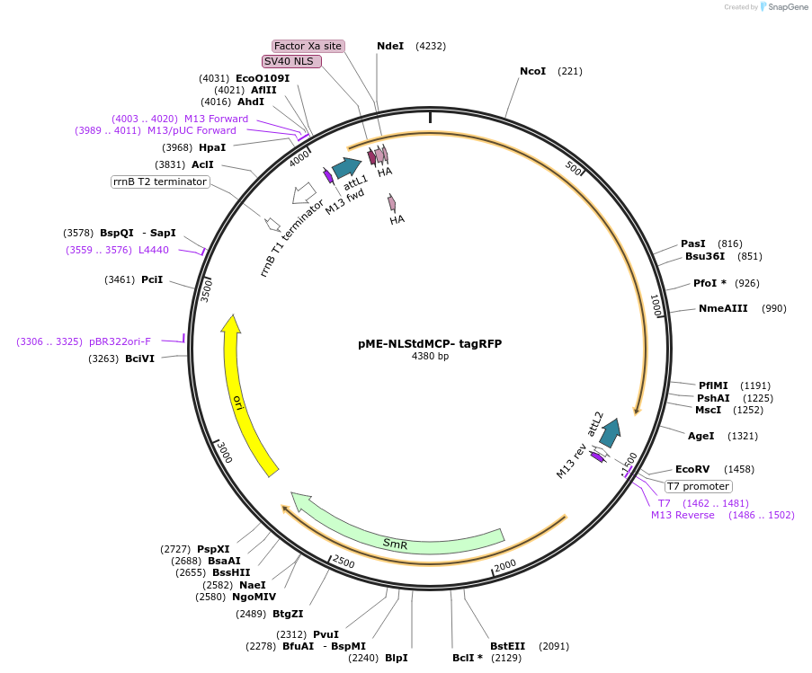 86244-plasmid-map-sequence-id-170470