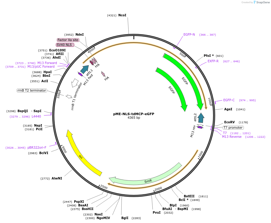 86243-plasmid-map-sequence-id-170472