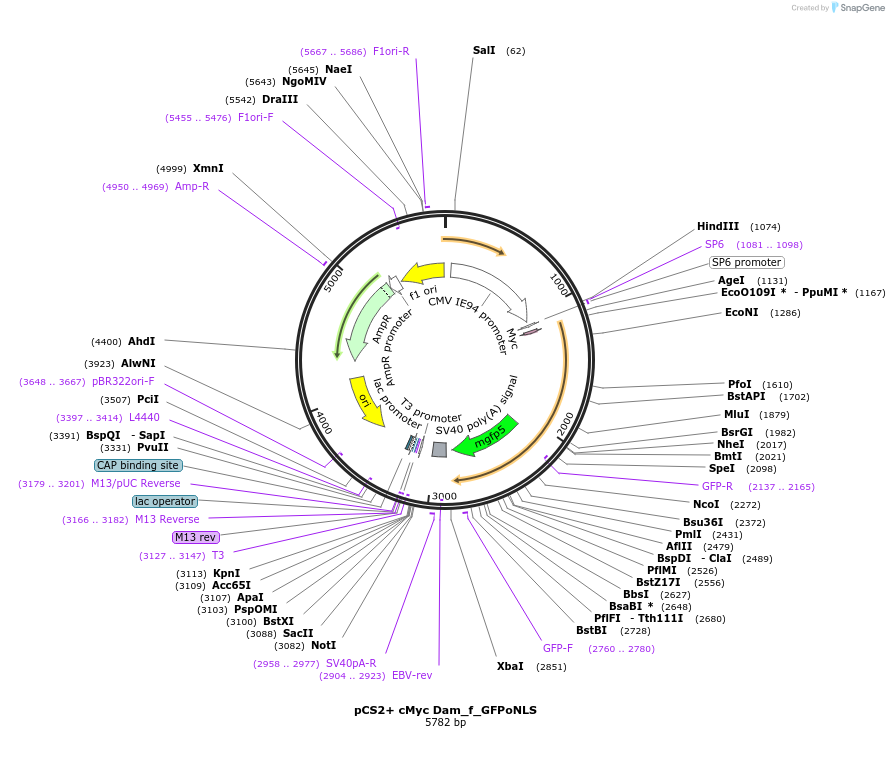 85820-plasmid-map-sequence-id-170474
