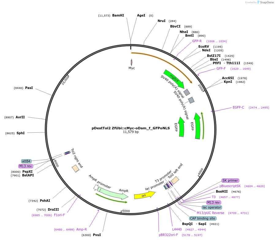 85821-plasmid-map-sequence-id-170479