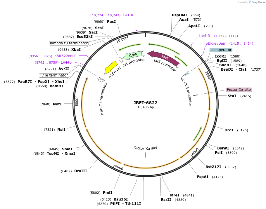 84985-plasmid-map-sequence-id-170480