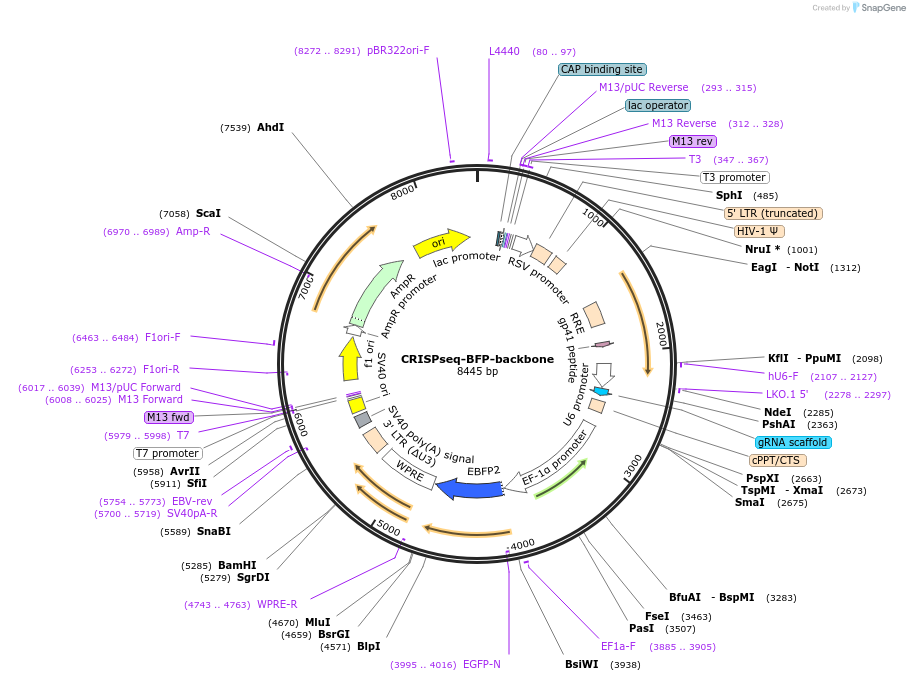 85707-plasmid-map-sequence-id-170482