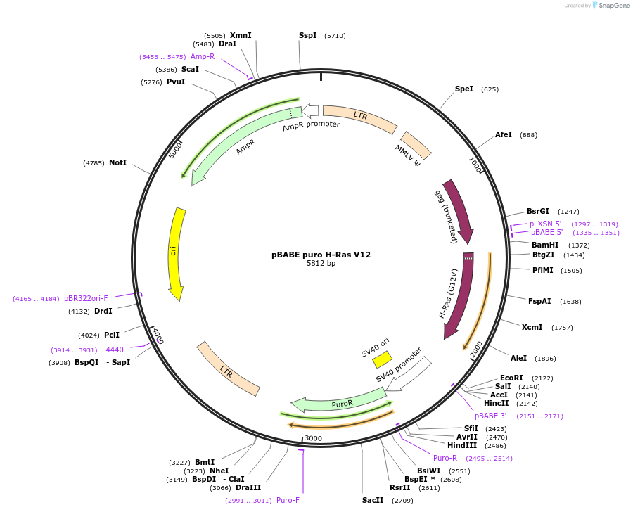 9051-plasmid-map-sequence-id-170484