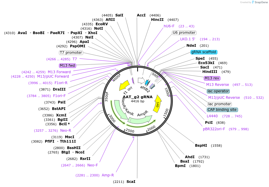86006-plasmid-map-sequence-id-170485