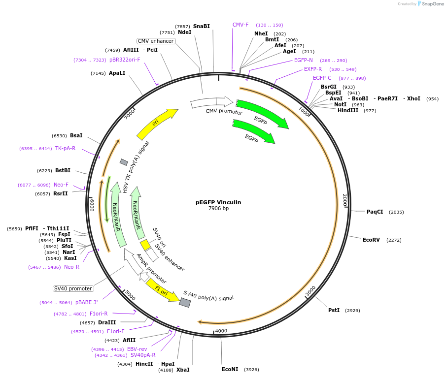 50513-plasmid-map-sequence-id-170487